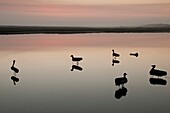 France, Somme, Bay of Authie, Fort-Mahon, fake ducks disposed near a hunting hut, these fake ducks are used as bait during the hunting season