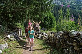 Frankreich, Savoyen, Berg der Vanoise, Pralognan Vanoise, eine Familie wandert mit einem Esel durch den Weiler Cholliere