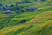 Vietnam, Ha Giang, Hoang Su Phi, a La Chi erthnic group village among rice fields in terrace