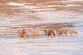 China, Innere Mongolei, Provinz Hebei, Zhangjiakou, Bashang-Grasland, Mongole am Steuer einer Kamelkarawane von Trampeltieren (Camelus bactrianus)