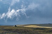 Frankreich, Lozere, Nasbinals, Regionaler Naturpark Aubrac, Parc naturel régional de l'Aubrac