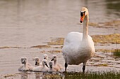 France, Somme, Somme Bay, Le Crotoy, Crotoy Marsh, juvenile mute Swan (Cygnus olor, Mute Swan)