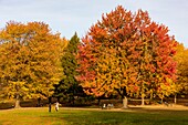 Kanada, Provinz Quebec, Montreal, Mount Royal Park, Beaver Lake in den Farben des Indian Summer