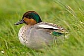 France, Somme, Somme Bay, Le Crotoy, Crotoy marsh, Eurasian Teal (Anas crecca)