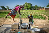 Benin, Nothern department, Boukoumbé district, women pumping water with their feet