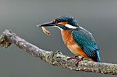 France, Doubs, natural area of the Allan, Brognard, Kingfisher (Alcedo atthis), juvenile having caught a fish