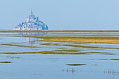 France, Manche, Mont Saint Michel Bay listed as World Heritage by UNESCO, Abbey of Mont Saint Michel, salt meadow at high tide