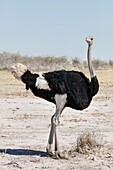 Namibia, Provinz Oshikoto, Etosha-Nationalpark, Straußenmännchen (Struthio camelus)