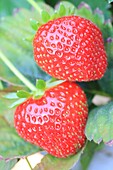 France, Oise, Crisolles, Rimbercourt farm, strawberry with strawberries ready for harvest