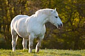 France, Somme, The Title, Mare Boulonnaise in pasture