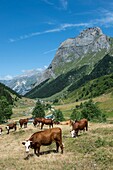 France, Savoie, Mountain of Vanoise, Pralognan la Vanoise, herd of dairy cows for the manufacture of Beaufort in the mountain pastures of Repoju