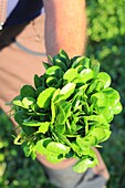 France, Oise, Bresles, watercress, Jose Lenzi, watercress boot (Nasturtium officinale)