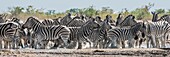 Namibia, Provinz Oshana, Etosha-Nationalpark, Steppenzebras