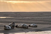 Frankreich, Somme, Authie-Bucht, Berck-sur-mer, Seehunde auf den Sandbänken