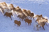 China, Inner Mongolia, Hebei Province, Zhangjiakou, Bashang Grassland, horses in a meadow covered by snow