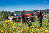 France, Jura, Prenovel, family trekking with a donkey in the flowering meadows of the Jura mountains