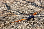 Namibia, Kunene province, Kamanjab, Namib rock agama male