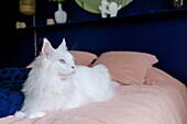 France, Occitanie, Quercy, Tarn et Garonne, Montauban, story: The cocooning apartment of a young couple