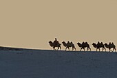 China, Inner Mongolia, Hebei Province, Zhangjiakou, Bashang Grassland, Mongol driving a camel caravan of Bactrian camel (Camelus bactrianus)