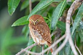 Brasilien, Mato Grosso, Pantanalgebiet, Sperlingskauz (Glaucidium brasilianum), adult