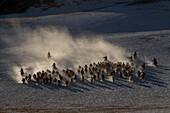 China, Innere Mongolei, Provinz Hebei, Zhangjiakou, Bashang-Grasland, mongolische Reiter führen eine Gruppe von Pferden auf einer schneebedeckten Wiese