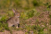 France, Somme, Baie de Somme, Ault, Cayeux-sur-mer, Hâble d'Ault, the hable is home to a large population of rabbits, young rabbits out of the burrow and take a nap in the sun or nibble grass.