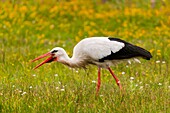 France, Somme, Baie de Somme, Le Crotoy, Crotoy marsh, White stork (Ciconia ciconia - White Stork) at Crotoy marsh