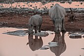 Namibia, Provinz Oshana, Etosha-Nationalpark, Spitzmaulnashorn