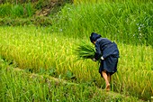 Vietnam, Ha Giang, Hoang Su Phi, woman of La Chi erthnic group among rice fields in terrace