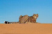 Namibia, Private reserve, Cheetah (Acinonyx jubatus), captive