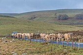 Frankreich, Lozere, Nasbinals, Herde am Bonnecombe-Pass, Regionaler Naturpark Aubrac, Parc naturel régional de l'Aubrac