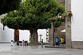 Spain, Canary Islands, Palma Island, Los llanos de Aridane, children playing at the foot of a monumental ficus and in front of an old church on the Plaza de España