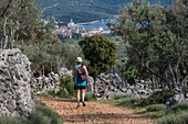 Croatia, County of Primorje-Gorski Kotar, Kvarner bay, Cres island, Cres Town, 1 hiker on a walk through ancient olive groves on the surrounding hills