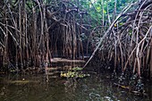 Ivory Coast, Grand Lahou district, Grand Lahou, mangrove forest