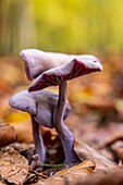 France, Somme, Crecy en Ponthieu, Crecy Forest, forest mushrooms, Laccaria amethystina