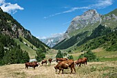 France, Savoie, Mountain of Vanoise, Pralognan la Vanoise, herd of dairy cows for the manufacture of Beaufort in the mountain pastures of Repoju