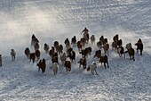 China, Innere Mongolei, Provinz Hebei, Zhangjiakou, Bashang-Grasland, Mongolische Reiter führen eine Gruppe von Pferden an, die auf einer schneebedeckten Wiese laufen