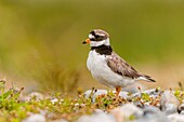 France, Somme, Baie de Somme, Cayeux-sur-mer, Ault, Le Hâble d'Ault, Common Ringed Plover (Charadrius hiaticula)