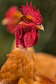 France, Ardennes (08), Carignan, Chickens of race Cou-nu, Chickens (Chickens and roosters) of flesh in a traditional farm bio on the farm