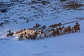 China, Innere Mongolei, Provinz Hebei, Zhangjiakou, Bashang-Grasland, mongolische Reiter führen eine Gruppe von Pferden auf einer schneebedeckten Wiese