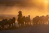 China, Innere Mongolei, Provinz Hebei, Zhangjiakou, Bashang-Grasland, mongolische Reiter führen eine Gruppe von Pferden an, die auf einer schneebedeckten Wiese laufen