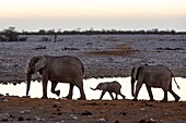 Namibia, Oshikoto province, Etosha National Park, african bush elephant family (Loxodonta africana) near a water hole at sunset