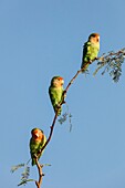 Namibia, Kunene province, Kamanjab, Rosy faced Lovebirds (Agapornis roseicollis)