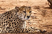 Namibia, Otjozondjupa province, Otjiwarango, Cheetah Conservation Fund, cheetah (Acinonyx jubatus)