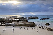 Südafrika, Westkap, Kap-Pinguin (Spheniscus demersus) in der Sonne am Boulders Beach, Kapstadt