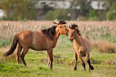 France, Somme, Baie de Somme, Le Crotoy, Friendly jousts between Henson horses in the marshes, this breed was created in the Bay of Somme for equestrian walk and eco-grazing