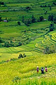 Vietnam, Bac Ha, rice fileds in terrace, Women from Hmong ethnic group harvesting rice