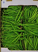 France, Indre et Loire, Tours, wholemarket, green bean