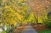 Frankreich, Val de Marne, Joinville le Pont, die Ränder der Marne im Herbst