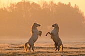 France, Somme, Baie de Somme, Noyelles-sur-mer, as the day rises and the first frost has arrived, two Camargue stallions begin a series of games and chases